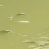 DLH Kota Tangerang Ungkap Penyebab Fenomena Ikan Mabuk Sungai Cisadane