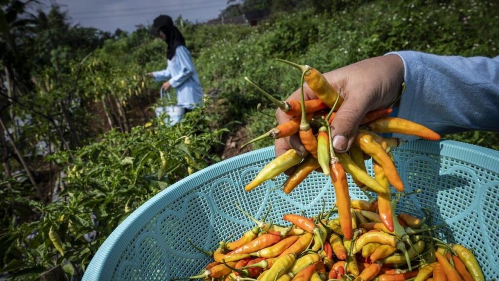 BPS Catat Deflasi Bulanan 0,14 Persen Pada Juli 2026