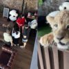 Turis China Digigit Anak Singa di Kafe Phuket Thailand