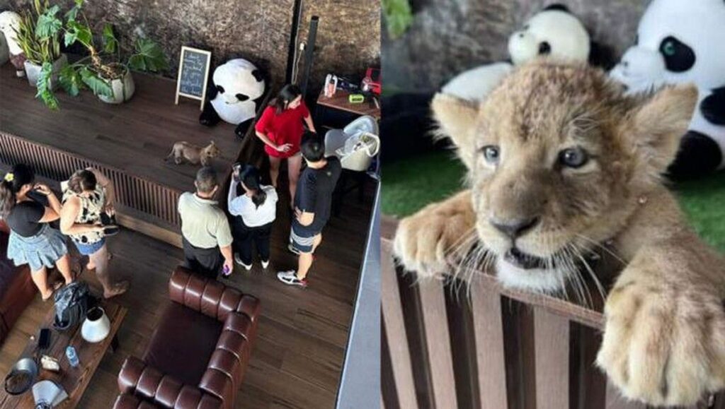 Turis China Digigit Anak Singa di Kafe Phuket Thailand