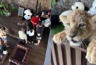 Turis China Digigit Anak Singa di Kafe Phuket Thailand