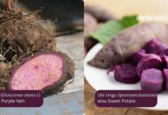 Memahami Perbedaan Ube dan Ubi Ungu Berdasarkan Nutrisi