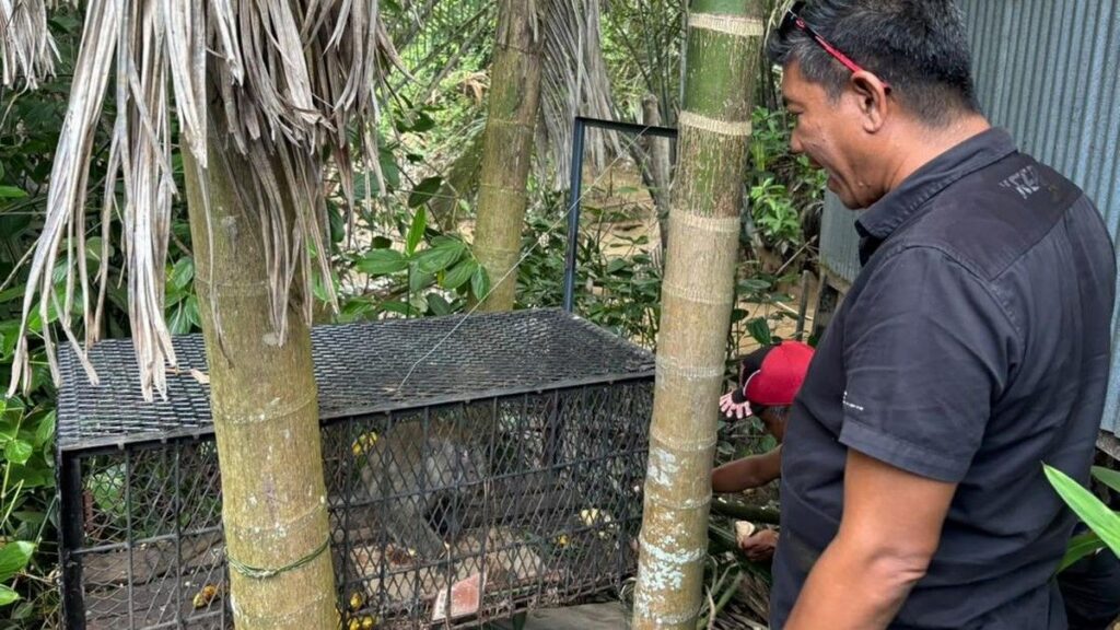 Polisi Tangkap Kera Ekor Panjang Pelaku Serangan di Tembilahan
