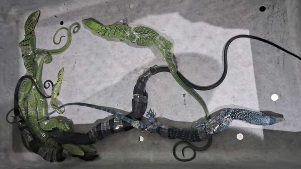 Petugas Bandara Soekarno-Hatta Gagalkan Penyelundupan Biawak ke Korea