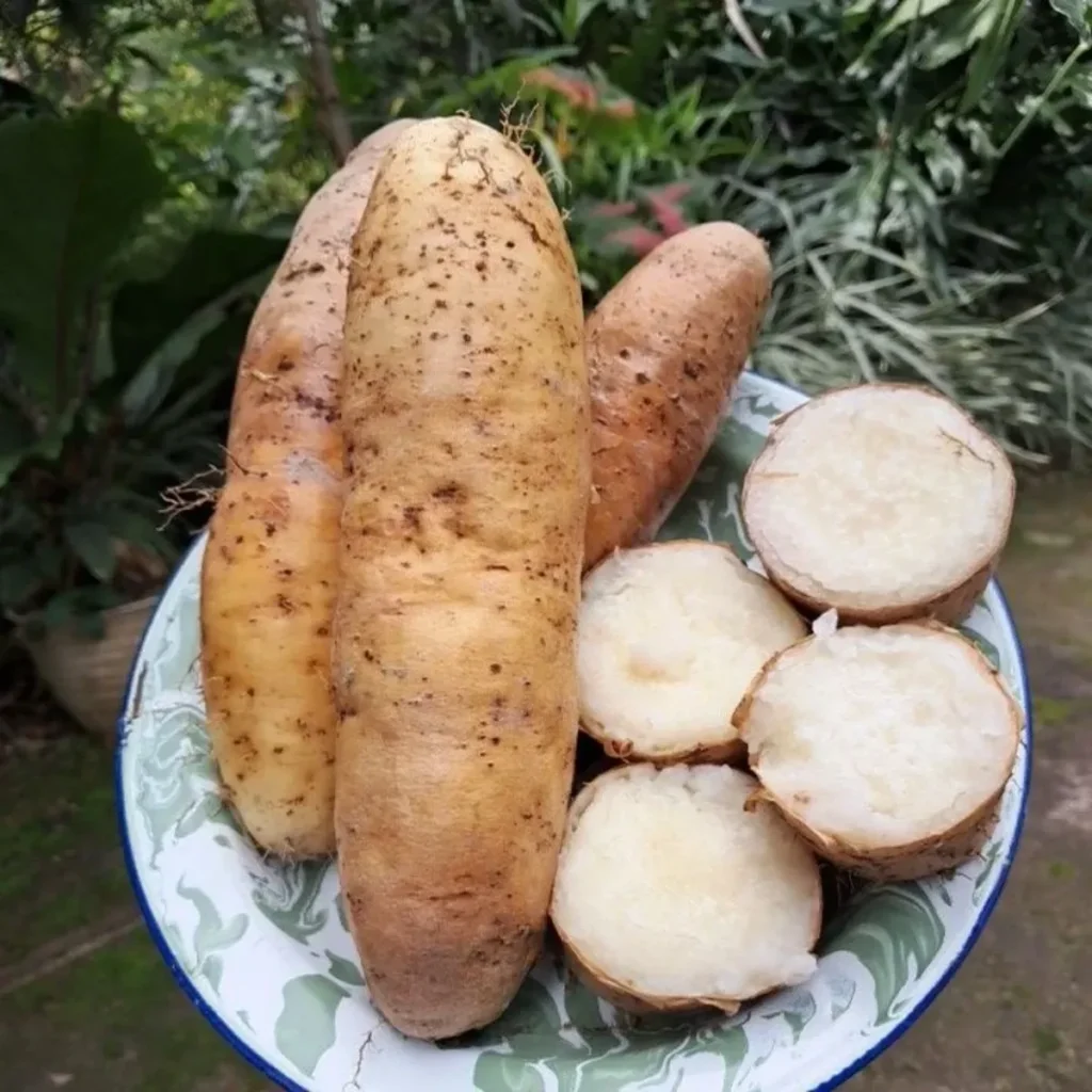 5 Perbedaan Kimpul dan Jenis Umbi-umbian Lainnya