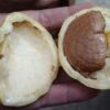 Buah Kopi Anjing Warisan Belanda Tumbuh di Majalengka