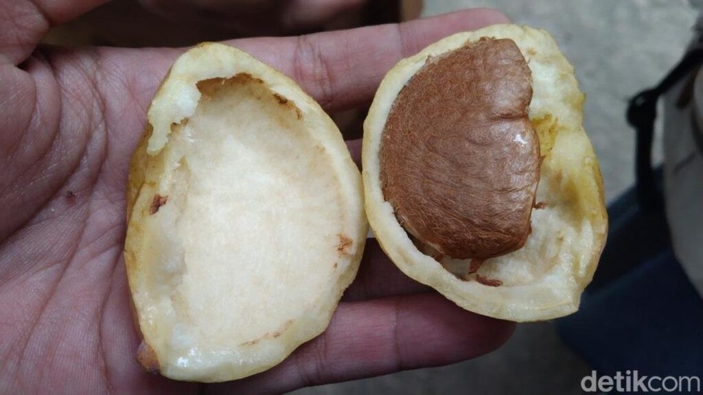 Buah Kopi Anjing Warisan Belanda Tumbuh di Majalengka