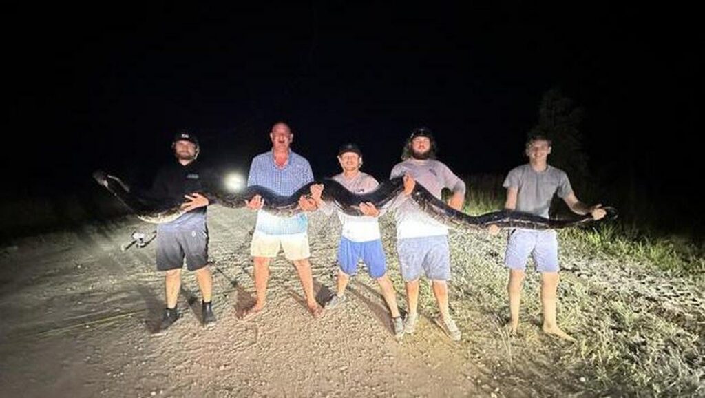 Invasi Piton Burma di Everglades Florida Mustahil Dimusnahkan Sepenuhnya
