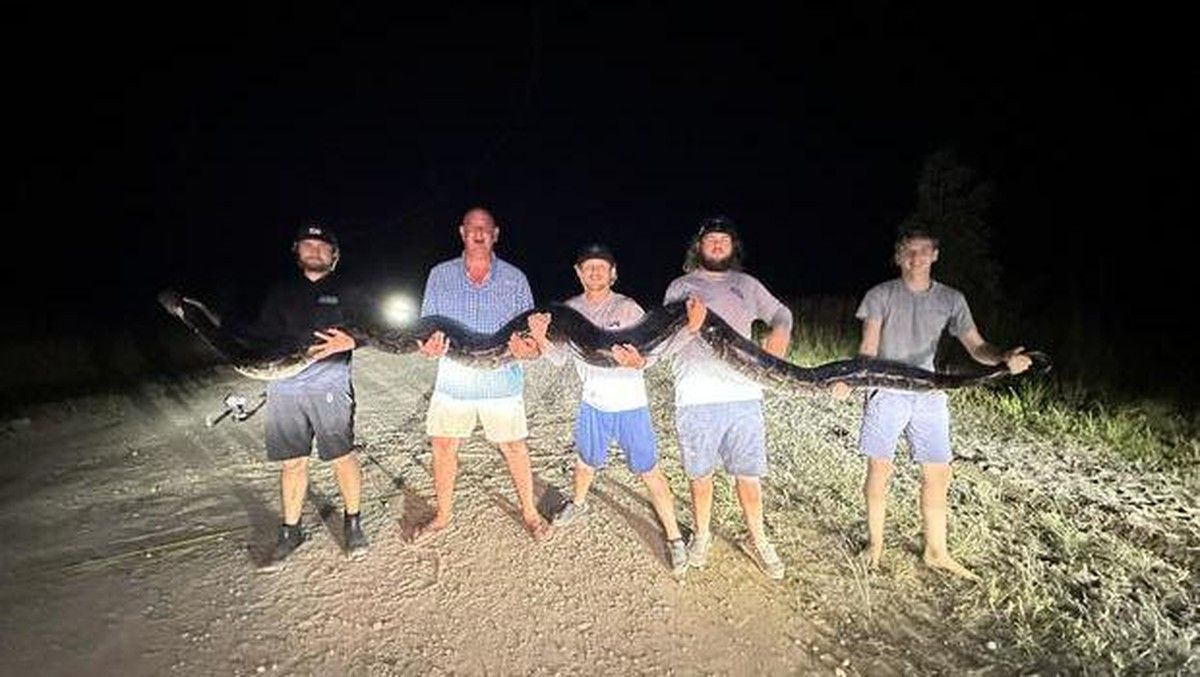 Invasi Piton Burma di Everglades Florida Mustahil Dimusnahkan Sepenuhnya
