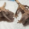 Tokek Berkepala Dua Lahir dan Tumbuh di Peternakan Rockstar Geckos