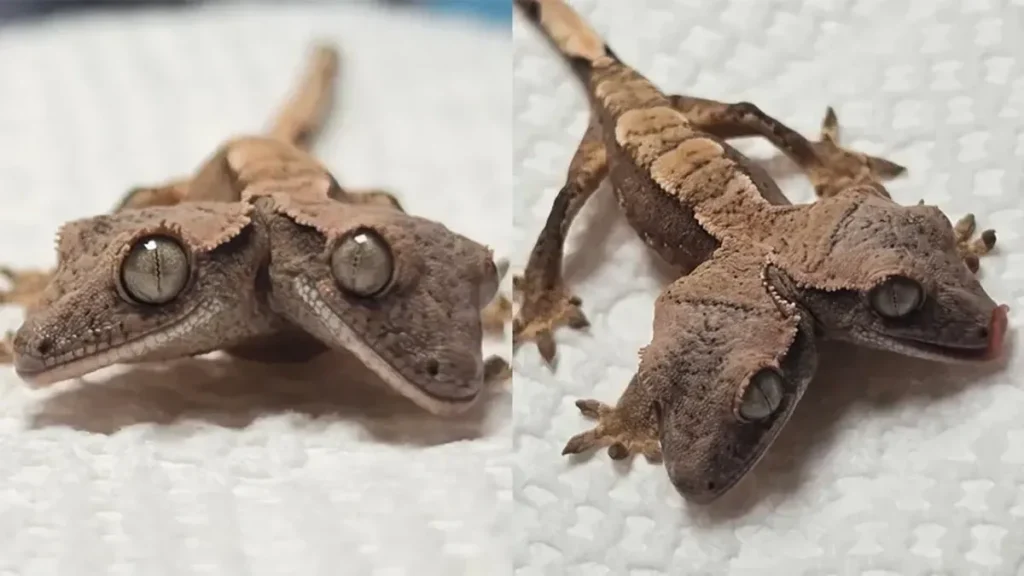Tokek Berkepala Dua Lahir dan Tumbuh di Peternakan Rockstar Geckos
