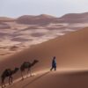 Gelombang Panas Ekstrem Mematikan Unta di Afrika Timur dan Utara
