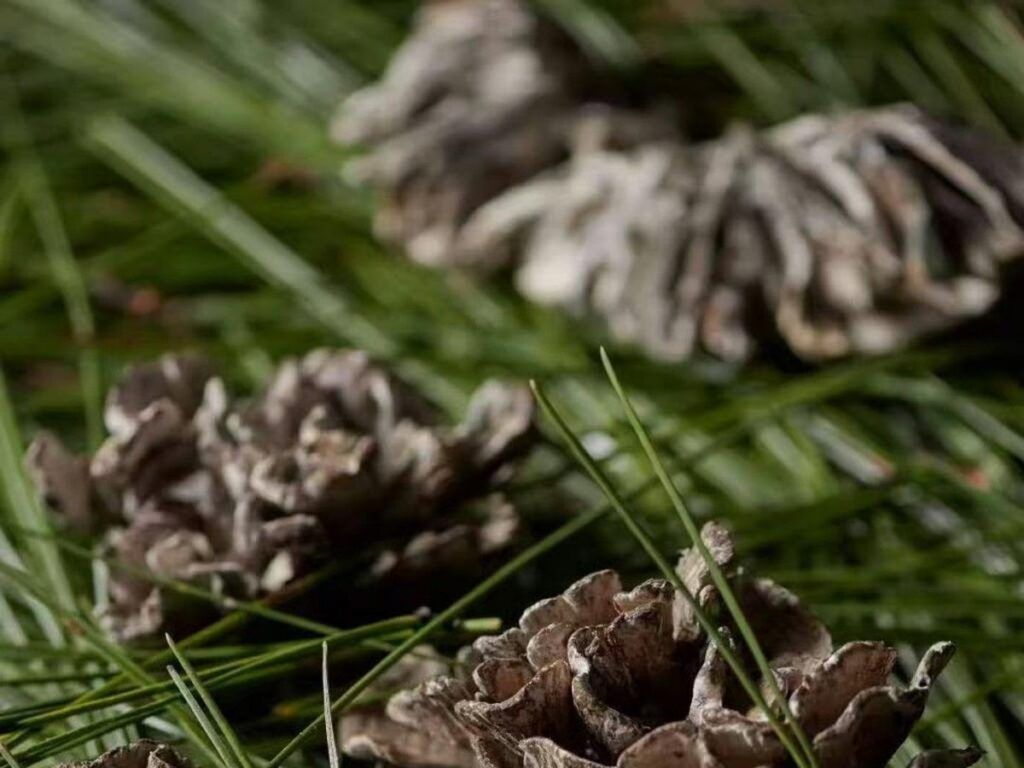 5 Fakta Ganbajun, Jamur Liar Yunnan Seharga Rp19 Juta Per Kilo