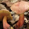 Jamur Lanmaoa asiatica di Yunnan Sebabkan Halusinasi Sosok Kecil