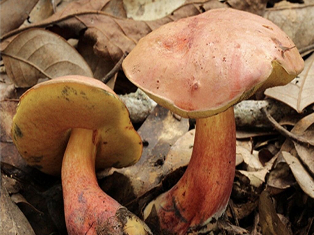 Jamur Lanmaoa asiatica di Yunnan Sebabkan Halusinasi Sosok Kecil