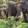 Kemenhut dan GL Zoo Pindahkan Dua Gajah Sumatera ke Kaltim