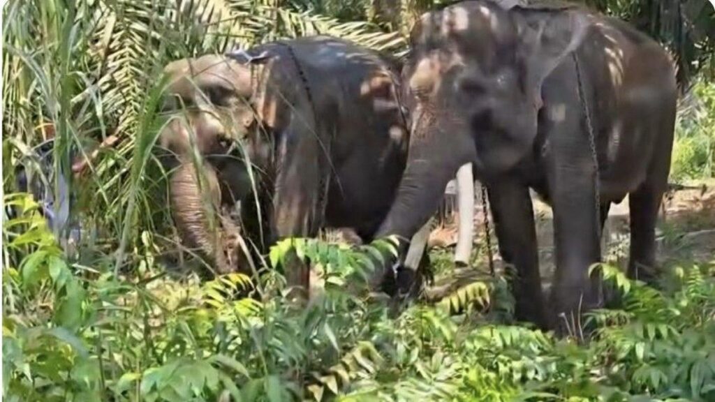 Kemenhut dan GL Zoo Pindahkan Dua Gajah Sumatera ke Kaltim