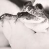 Sains Coba Bangkitkan Katak Punah Penelan Telur Sendiri