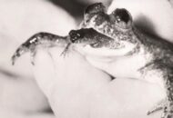 Sains Coba Bangkitkan Katak Punah Penelan Telur Sendiri