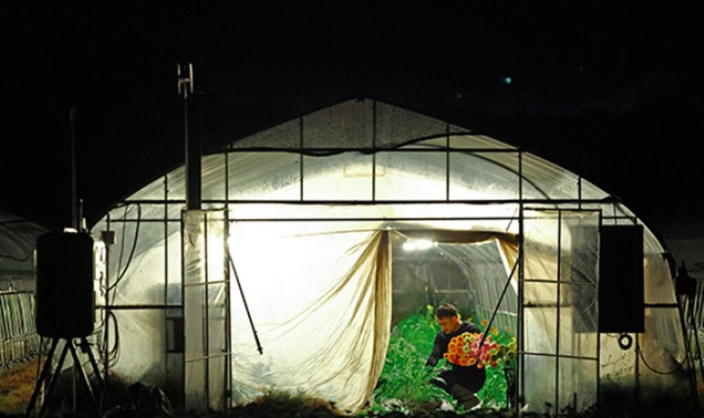 Petani Jepang Ubah Jam Kerja ke Dini Hari Akibat Gelombang Panas
