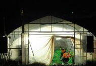 Petani Jepang Ubah Jam Kerja ke Dini Hari Akibat Gelombang Panas