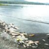 BRIN Jelaskan Penyebab Kematian Massal Ikan di Danau Batur Bali