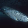 Studi Ungkap Mata Hiu Greenland Tetap Berfungsi Meski Berusia Ratusan Tahun