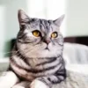 Peringatan Hari Kucing Sedunia 2026 Soroti Bahaya Obesitas Anabul