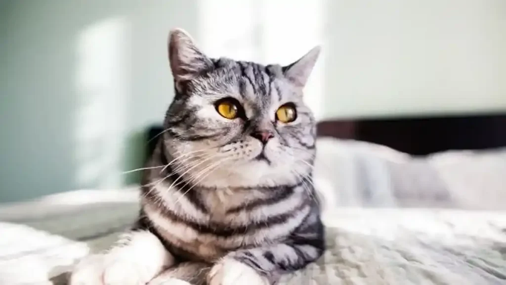Peringatan Hari Kucing Sedunia 2026 Soroti Bahaya Obesitas Anabul