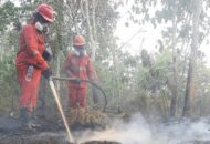 BPBD Kalteng Laporkan 66.679 Kasus ISPA Akibat Karhutla
