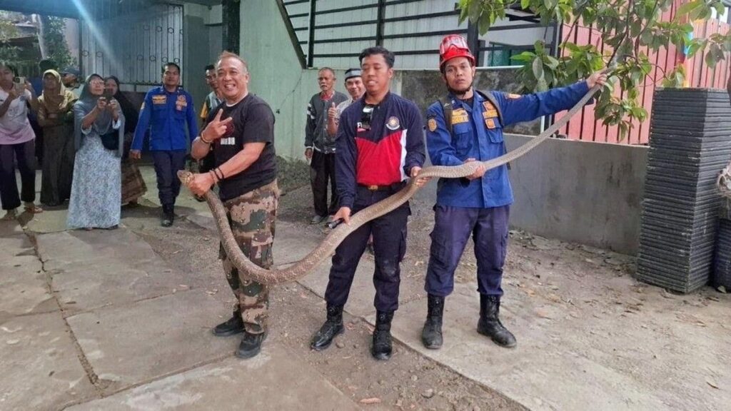 Camat Bagelen Evakuasi Ular King Cobra Sepanjang Tiga Meter