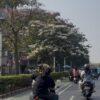 Bunga Tabebuya Bermekaran di Jalan Salemba dan Kramat Raya Jakarta