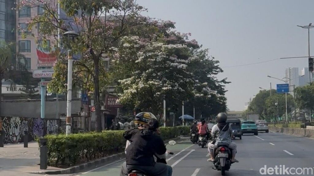 Bunga Tabebuya Bermekaran di Jalan Salemba dan Kramat Raya Jakarta
