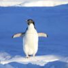 Perubahan Es Laut Antarktika Ubah Warna Feses Penguin Adelie