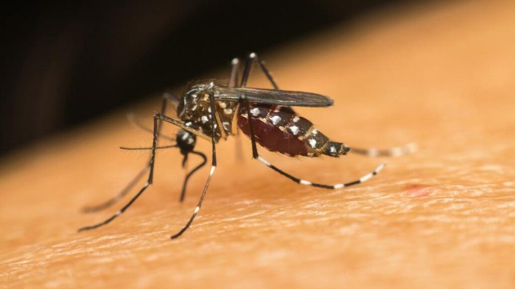CDC Imbau Wisatawan Waspadai Penyakit Zika di Bali