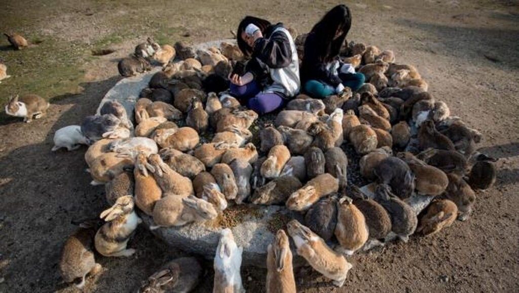 Lonjakan Kelinci di Pulau Okunoshima Ancam Ekosistem Lokal