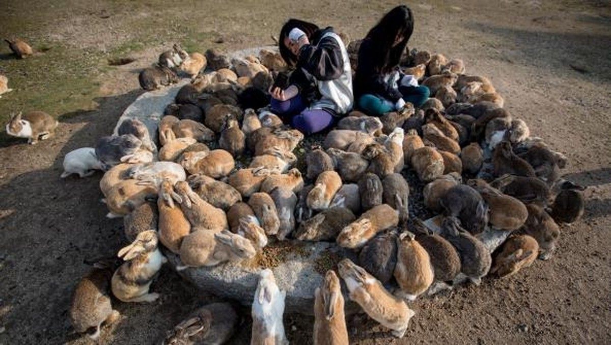 Lonjakan Kelinci di Pulau Okunoshima Ancam Ekosistem Lokal