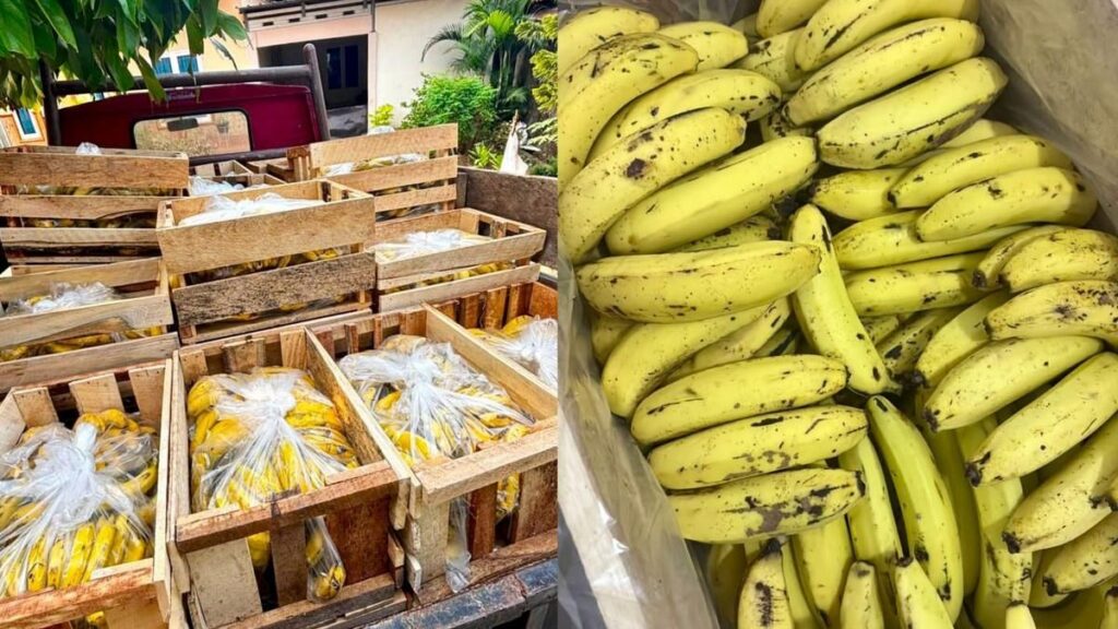 Pesanan 14 Peti Pisang MBG di Bandar Lampung Dibatalkan Sepihak