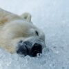 Turis Didenda Rp 94 Juta Setelah Membangunkan Beruang Kutub di Svalbard