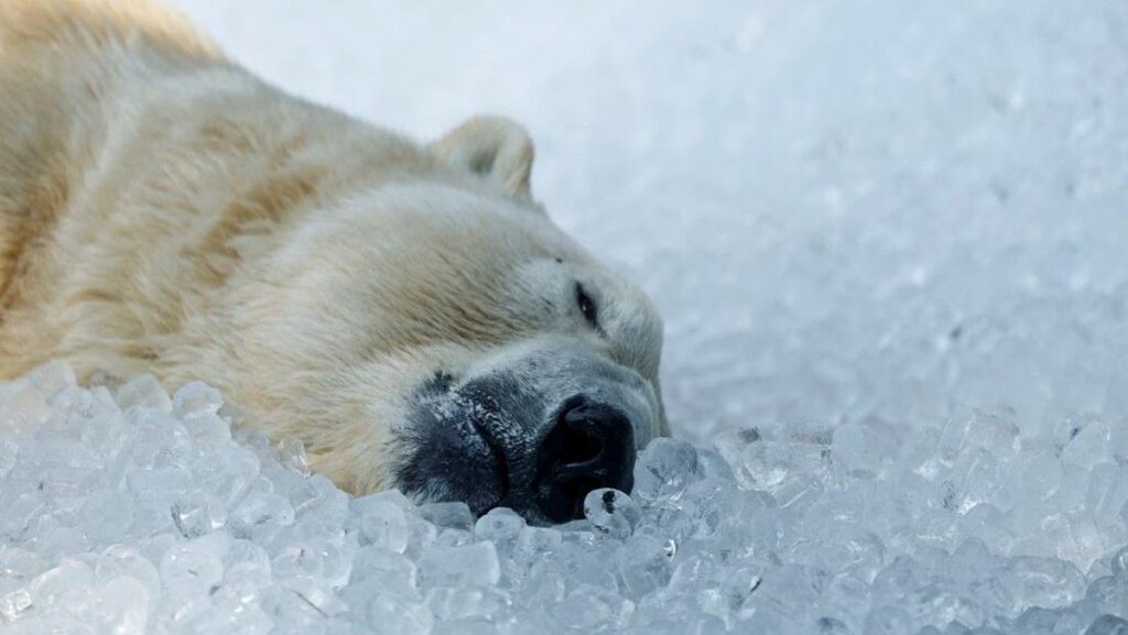 Turis Didenda Rp 94 Juta Setelah Membangunkan Beruang Kutub di Svalbard
